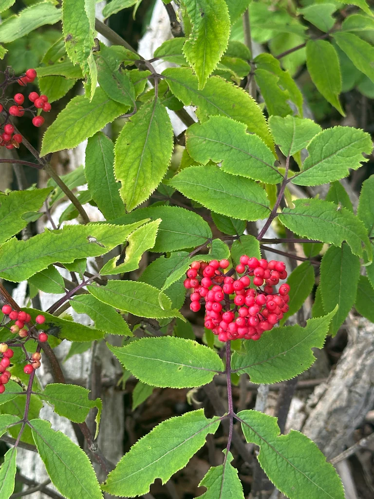 Sambucus Racemosa