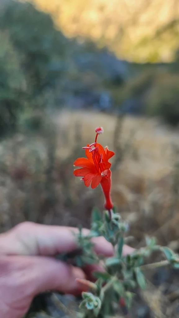 Zauschneria Californica