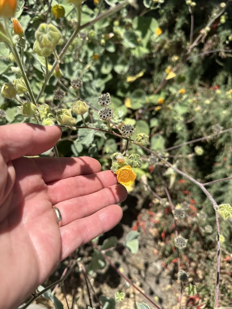 Abutilon Palmeri