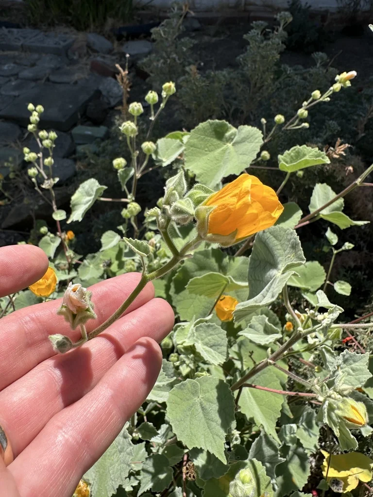 Abutilon Palmeri