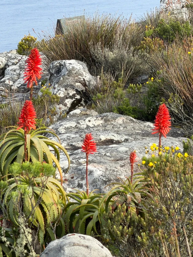 Aloe Arborescens