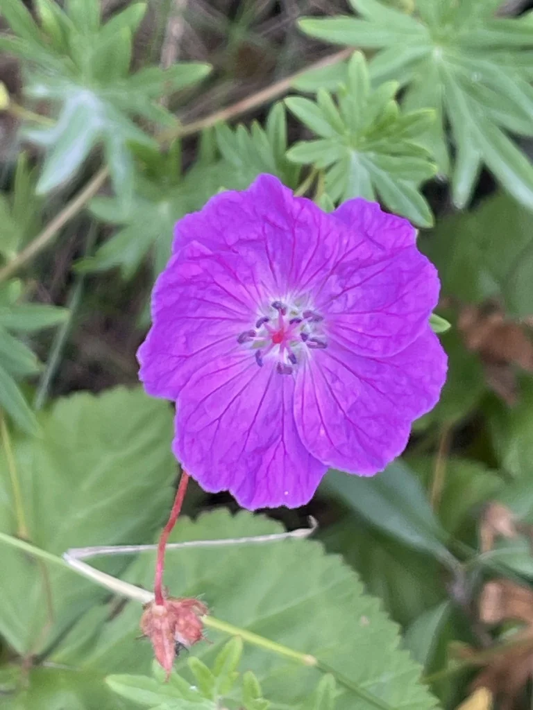 Geranium Sanguineum