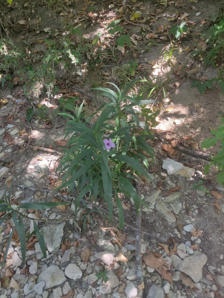 Ruellia Brittoniana