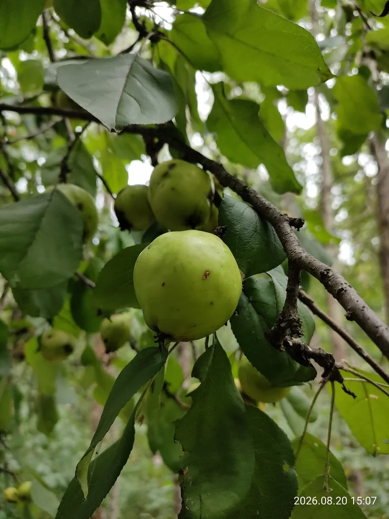 Malus Pumila