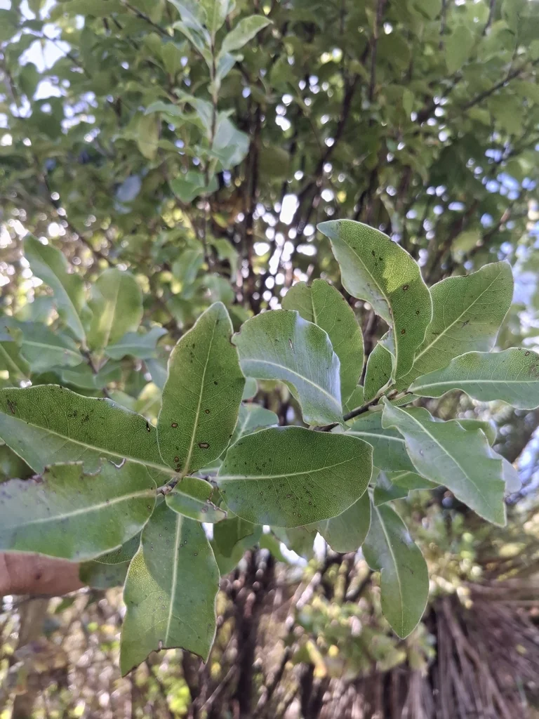 Pittosporum Tenuifolium
