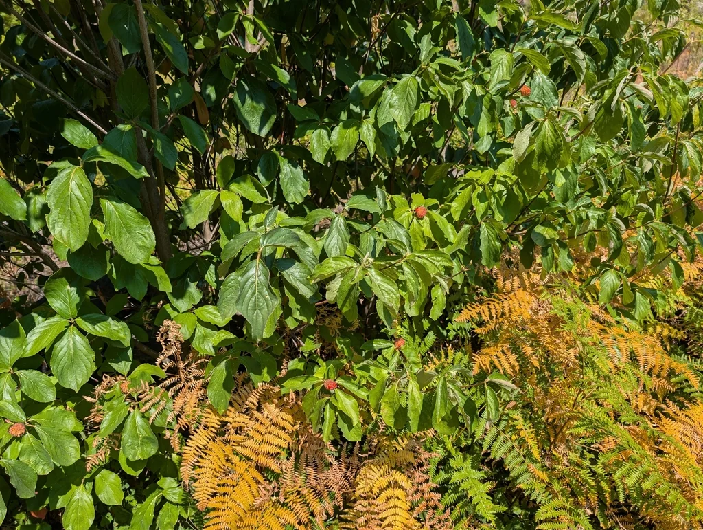 Cornus Nuttallii