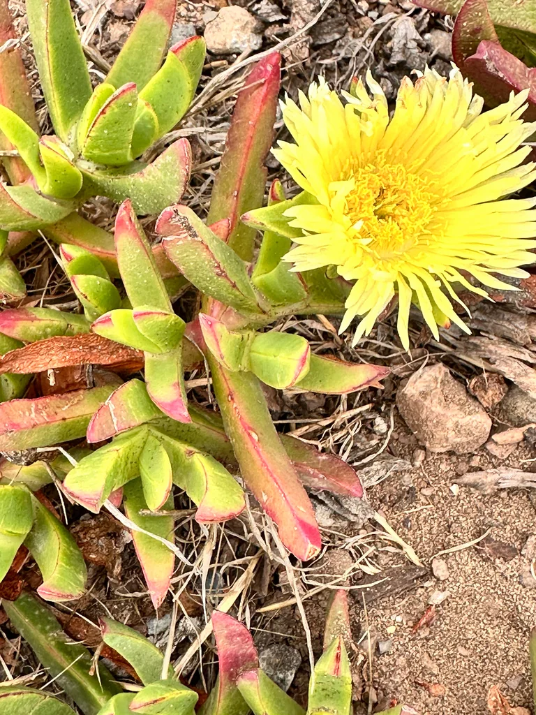 Carpobrotus Edulis