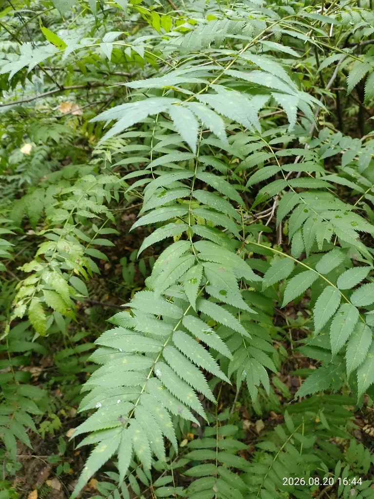 Sorbaria Sorbifolia