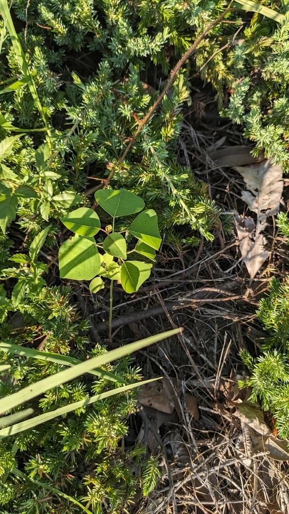 Triadica Sebifera