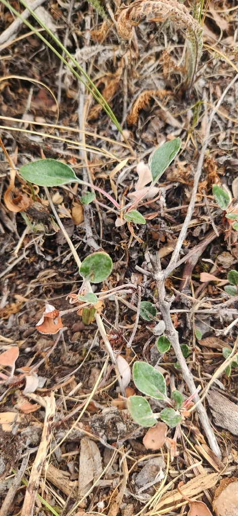 Eriogonum Umbellatum
