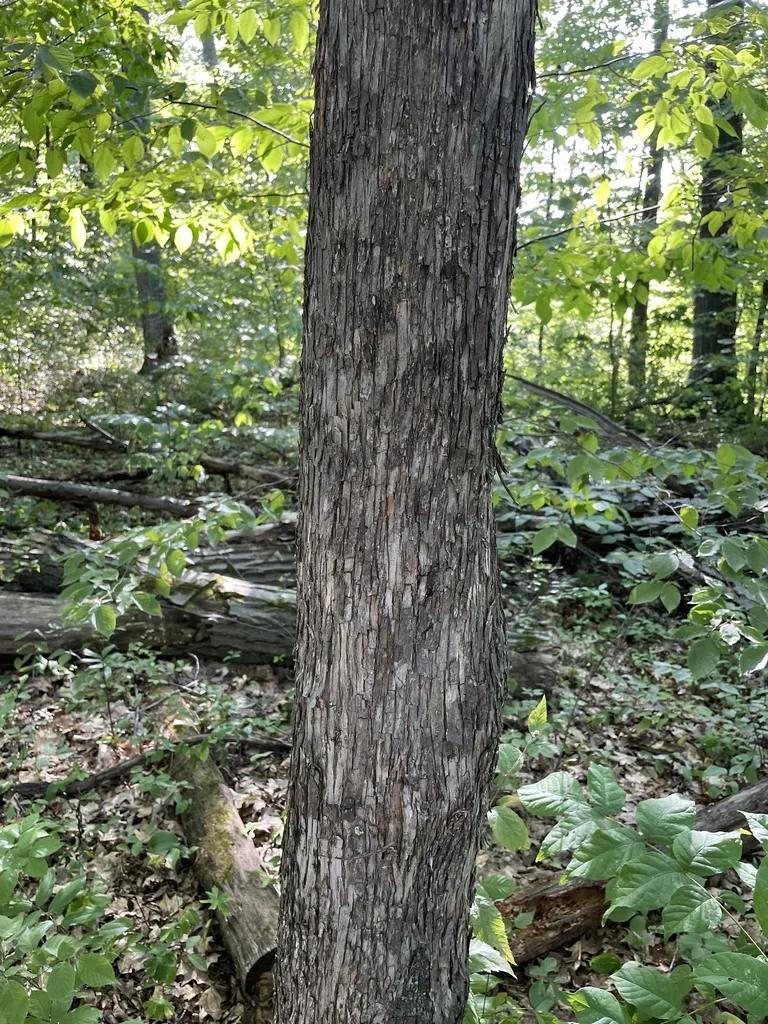 Ostrya Virginiana