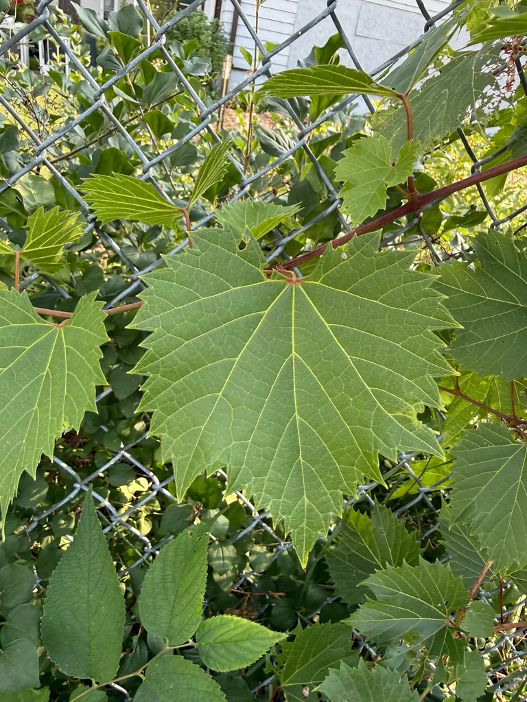 Vitis Riparia