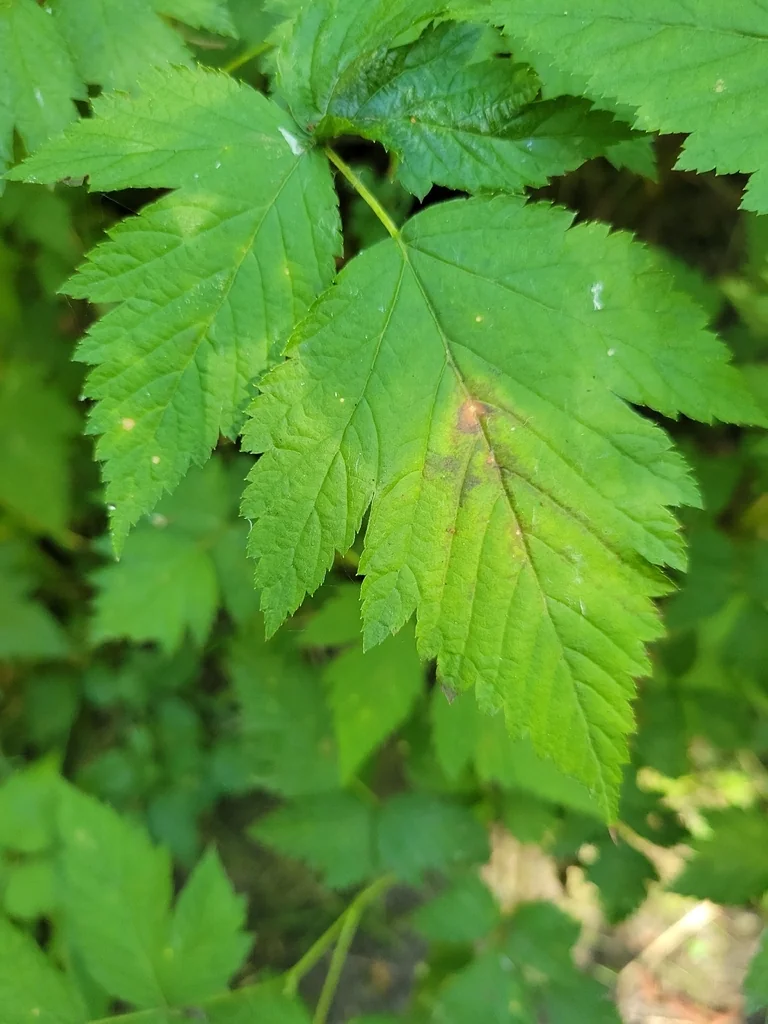 Rubus Spectabilis