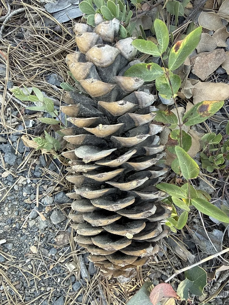 Pinus Monticola