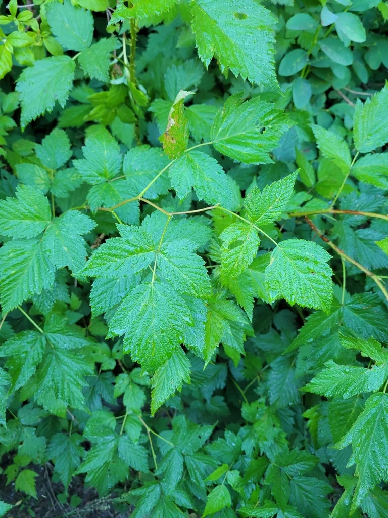 Rubus Spectabilis