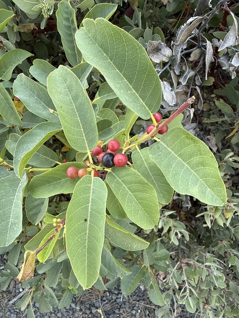 Frangula Californica