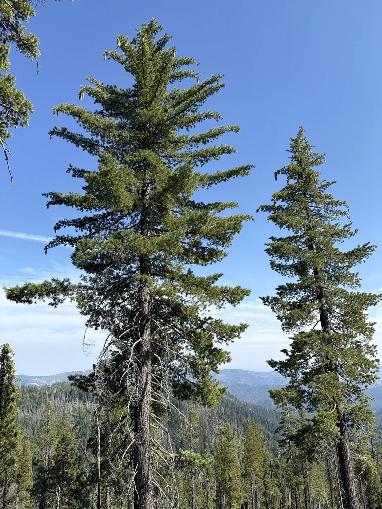 Pinus Lambertiana
