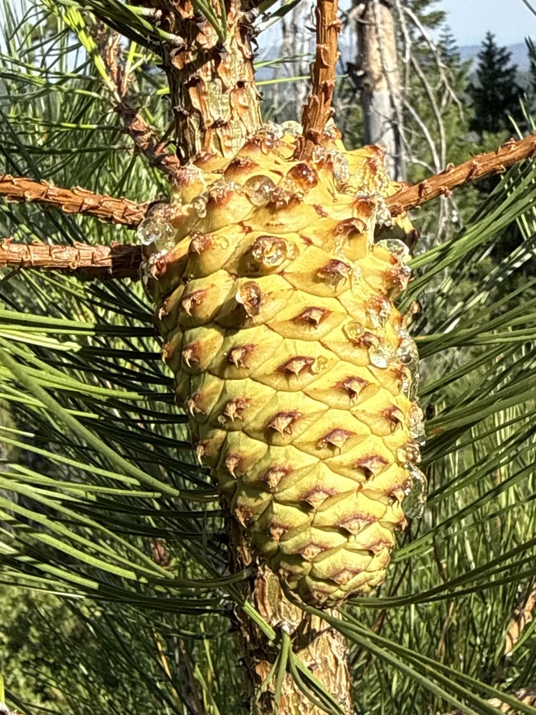 Pinus Attenuata