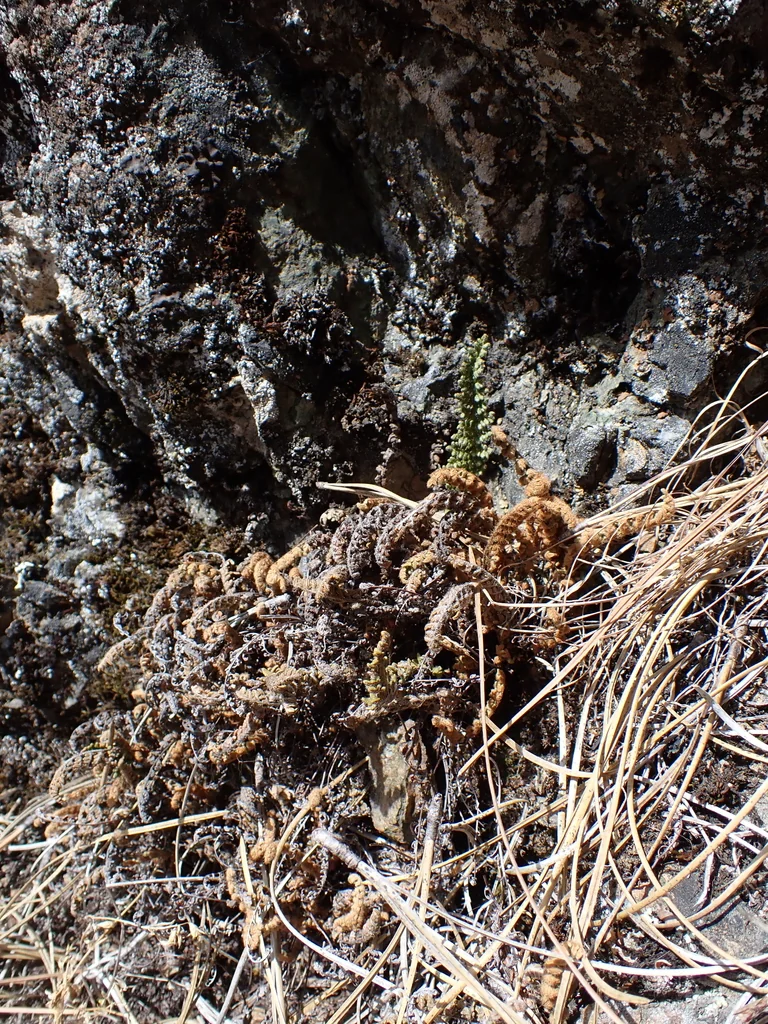 Myriopteris Covillei