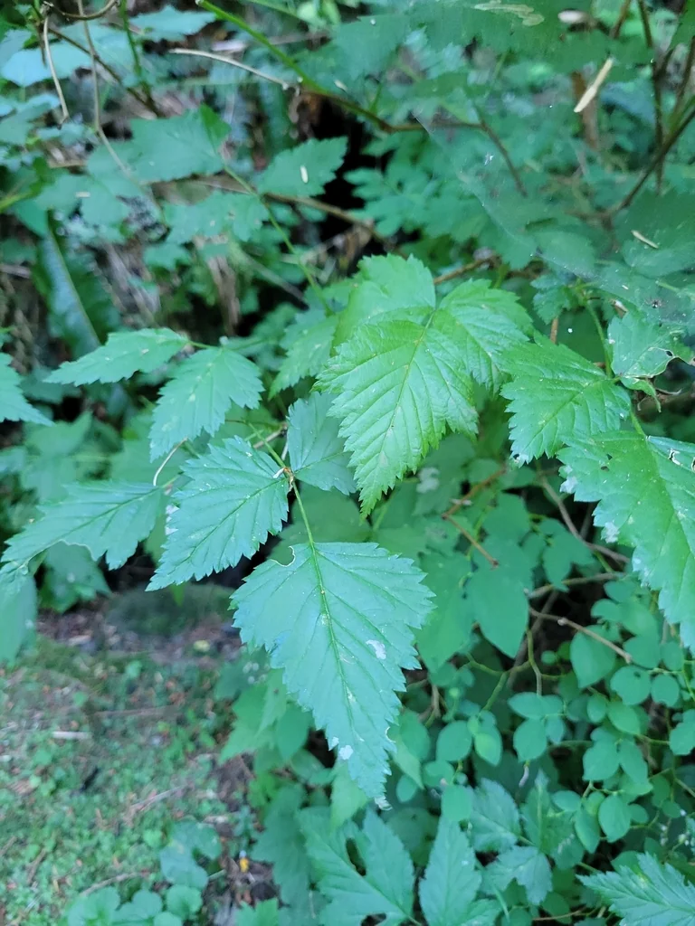 Rubus Spectabilis