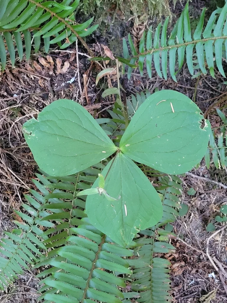 Trillium Ovatum