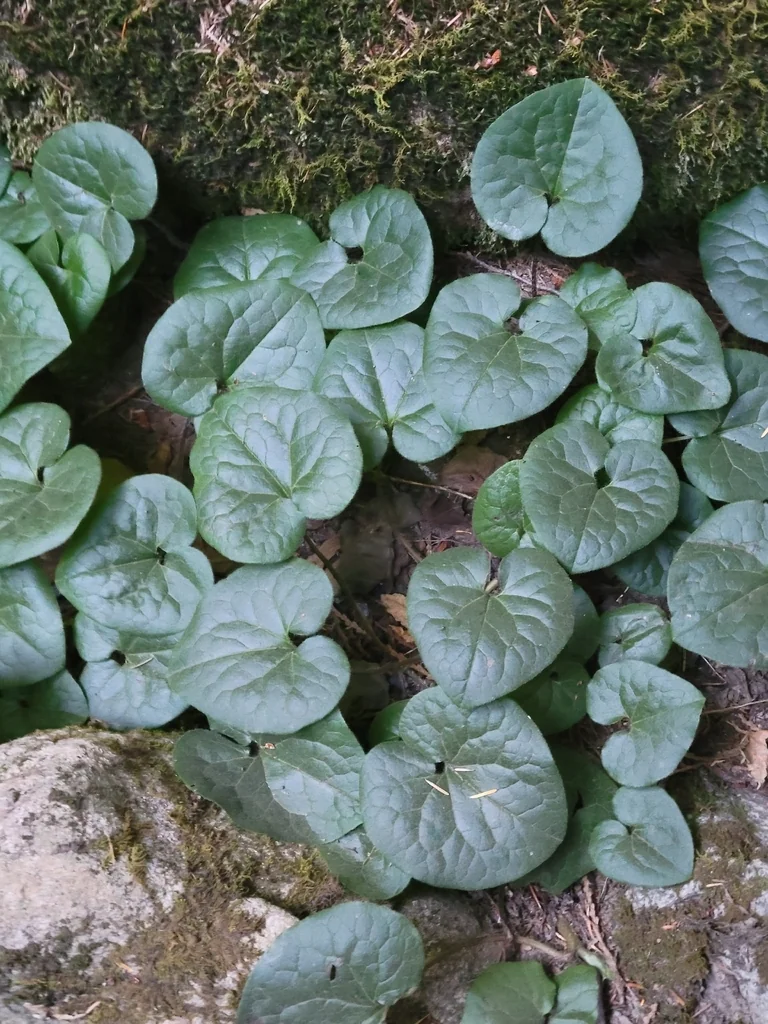 Asarum Caudatum