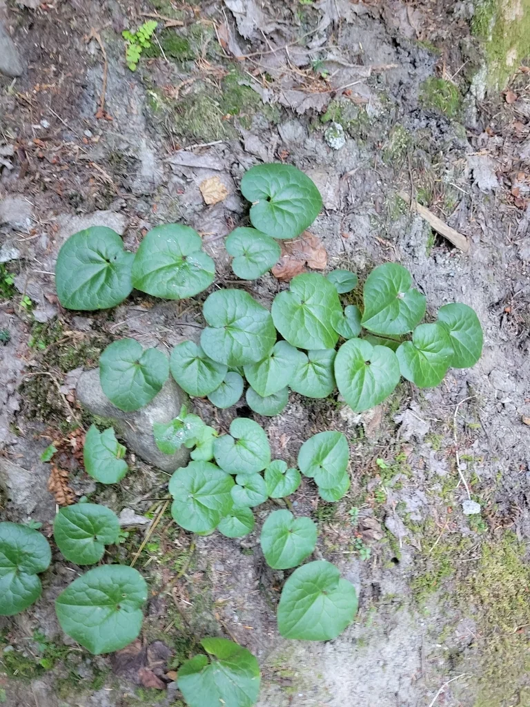 Asarum Caudatum