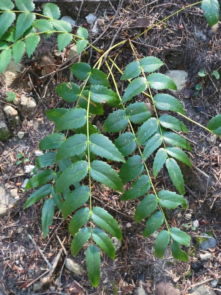 Berberis Nervosa