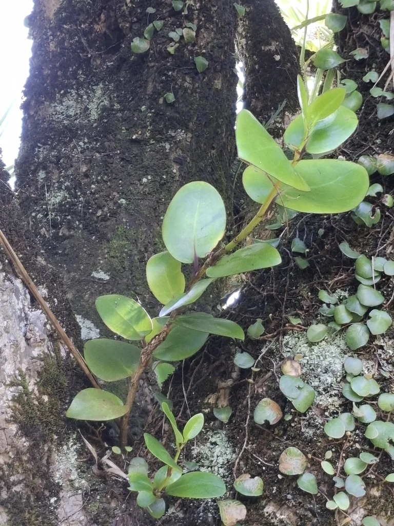 Griselinia Lucida