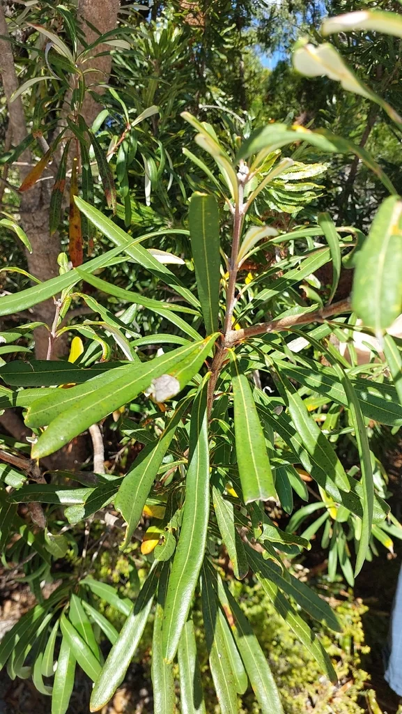 Banksia Integrifolia
