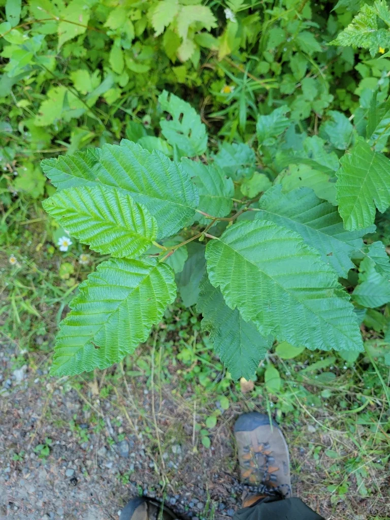 Alnus Rubra