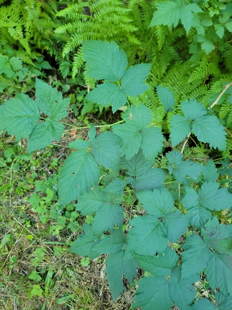 Rubus Spectabilis