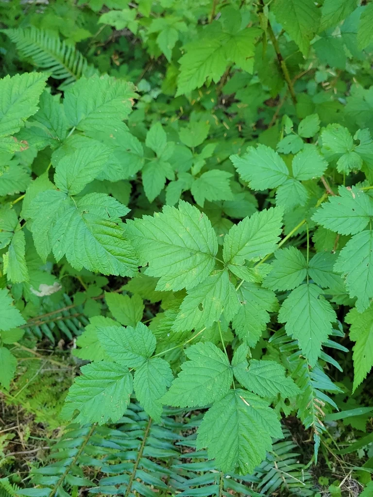 Rubus Spectabilis