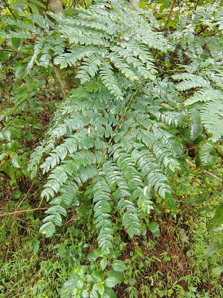 Albizia Julibrissin