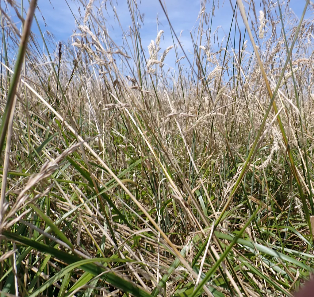 Festuca arundinacea