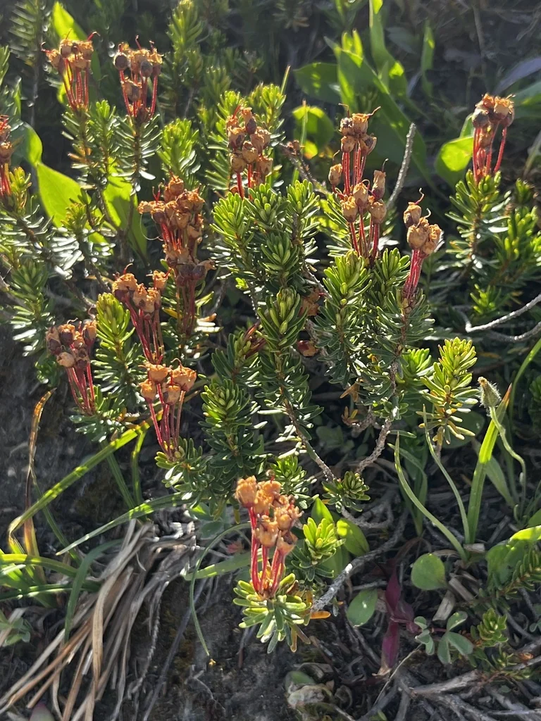 Phyllodoce Empetriformis