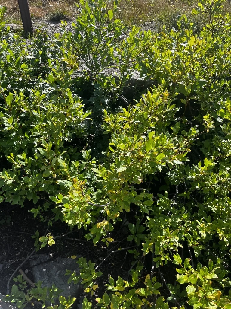 Vaccinium Membranaceum