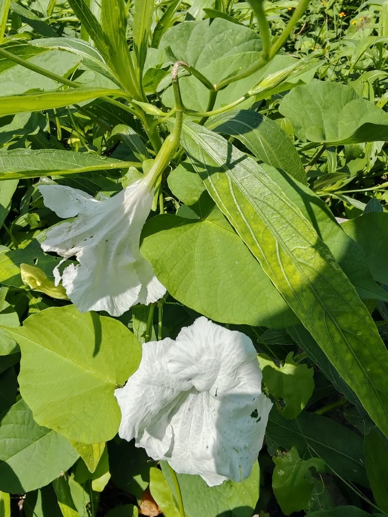 Ruellia Brittoniana