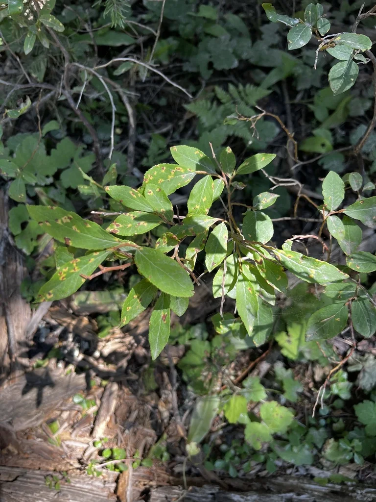 Vaccinium Membranaceum