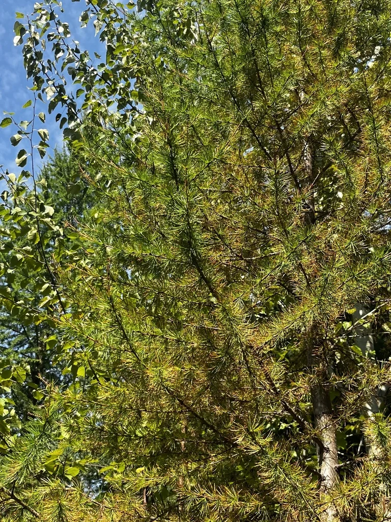 Larix Occidentalis