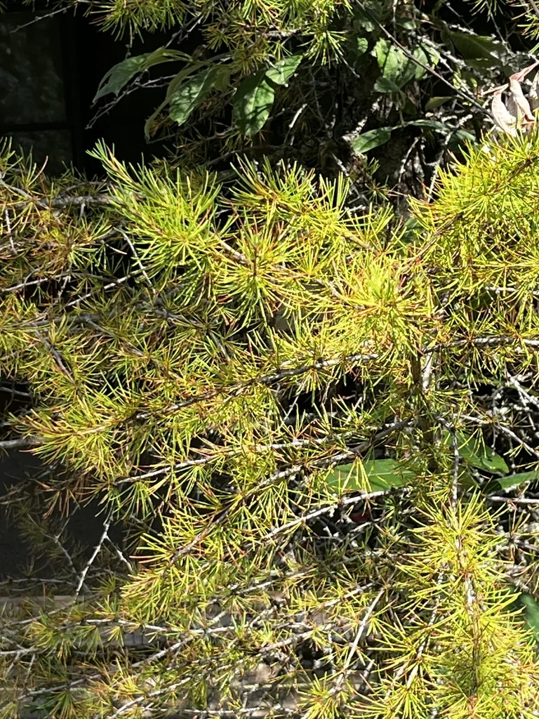 Larix Occidentalis
