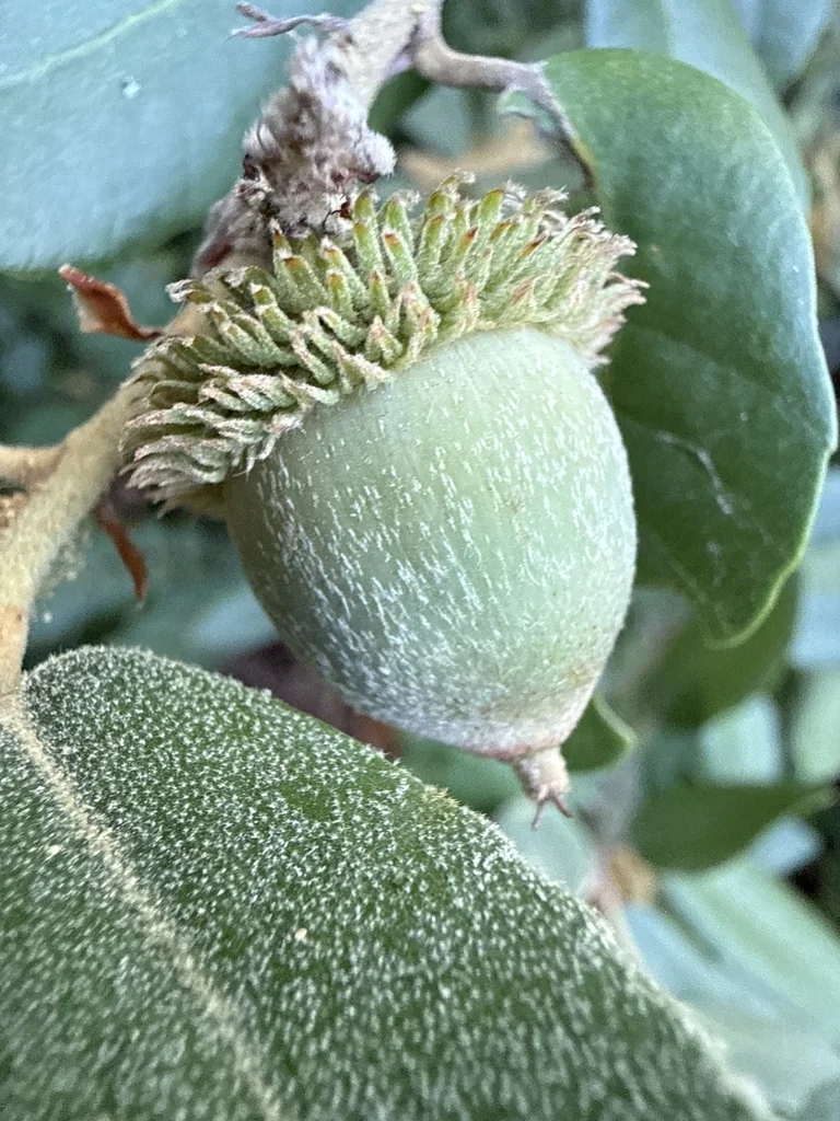 Notholithocarpus Densiflorus