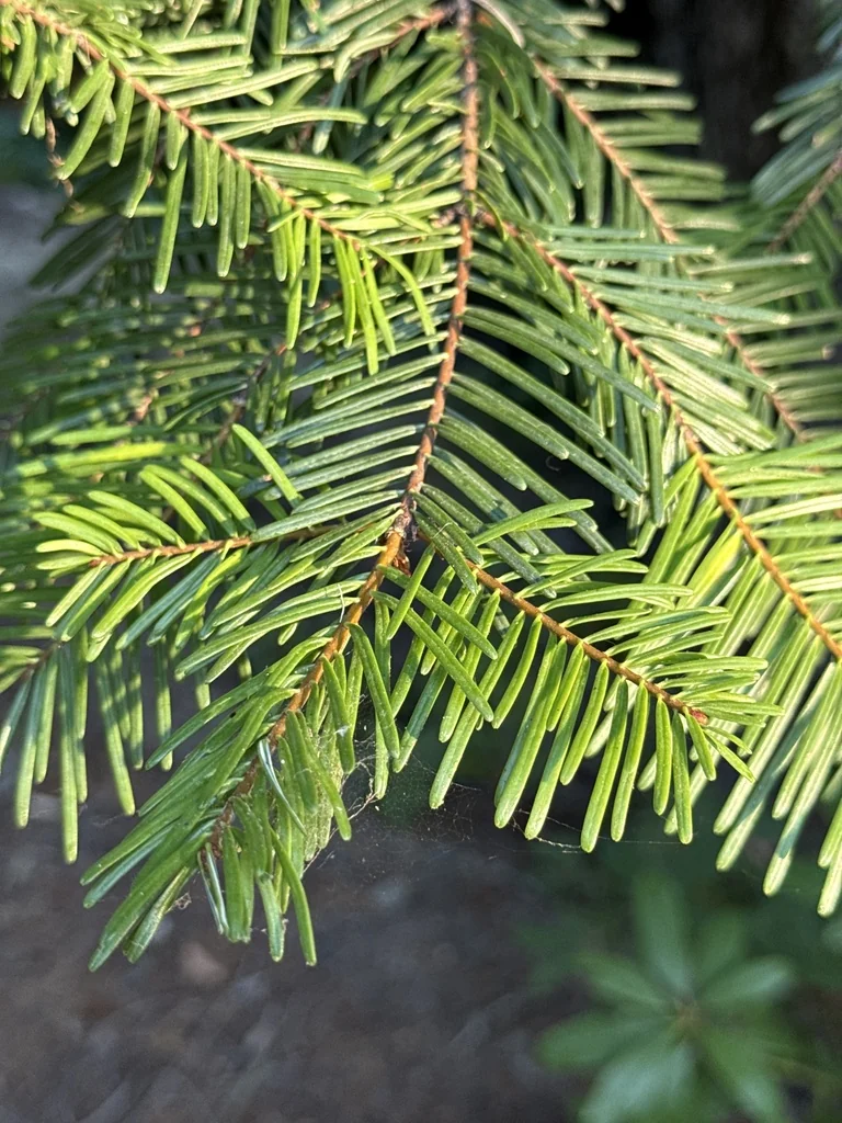 Abies Grandis