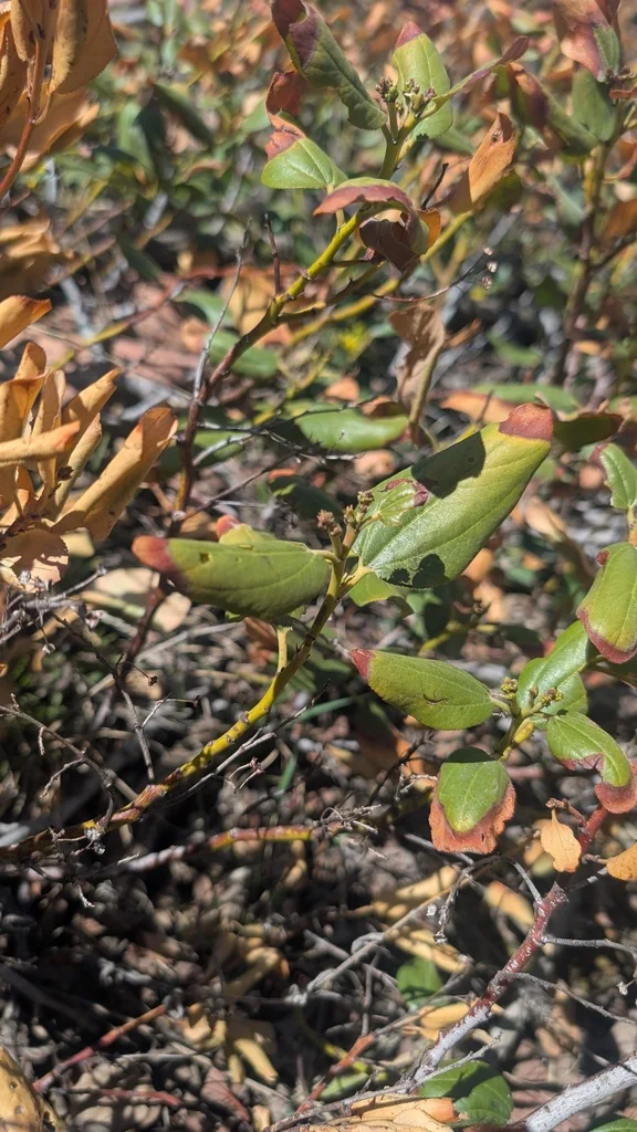 Ceanothus Velutinus