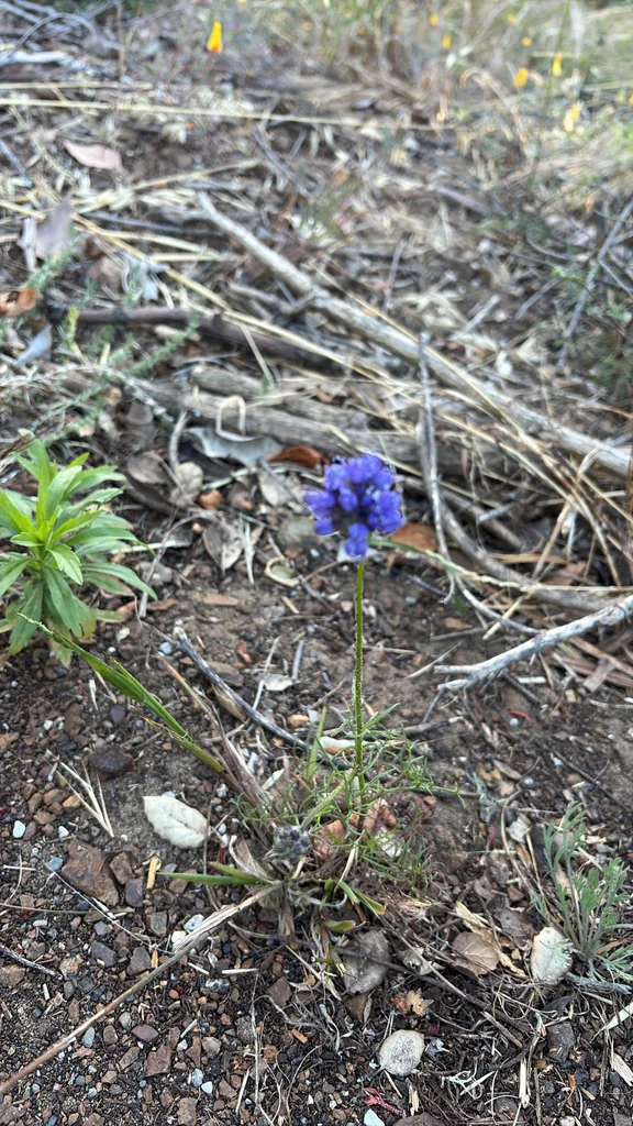 Gilia Capitata