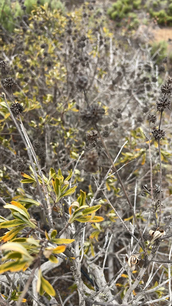 Salvia Mellifera
