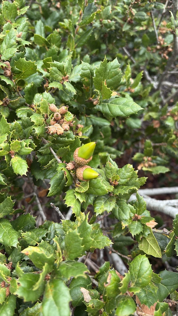 Quercus agrifolia
