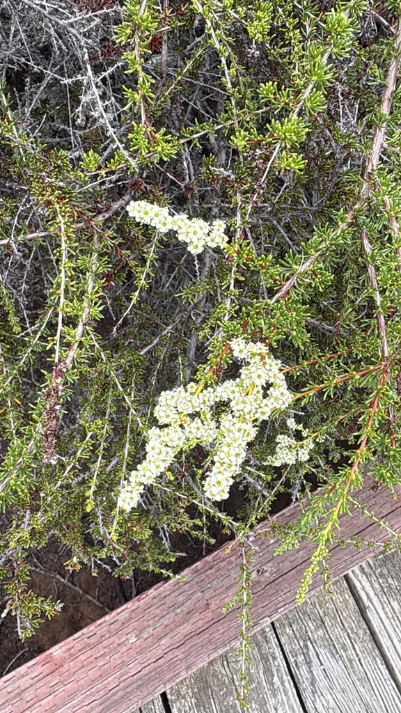 Adenostoma Fasciculatum