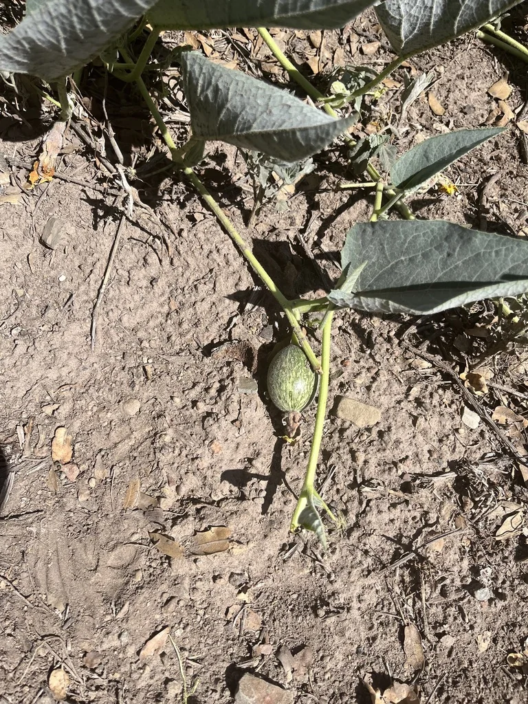 Cucurbita Foetidissima
