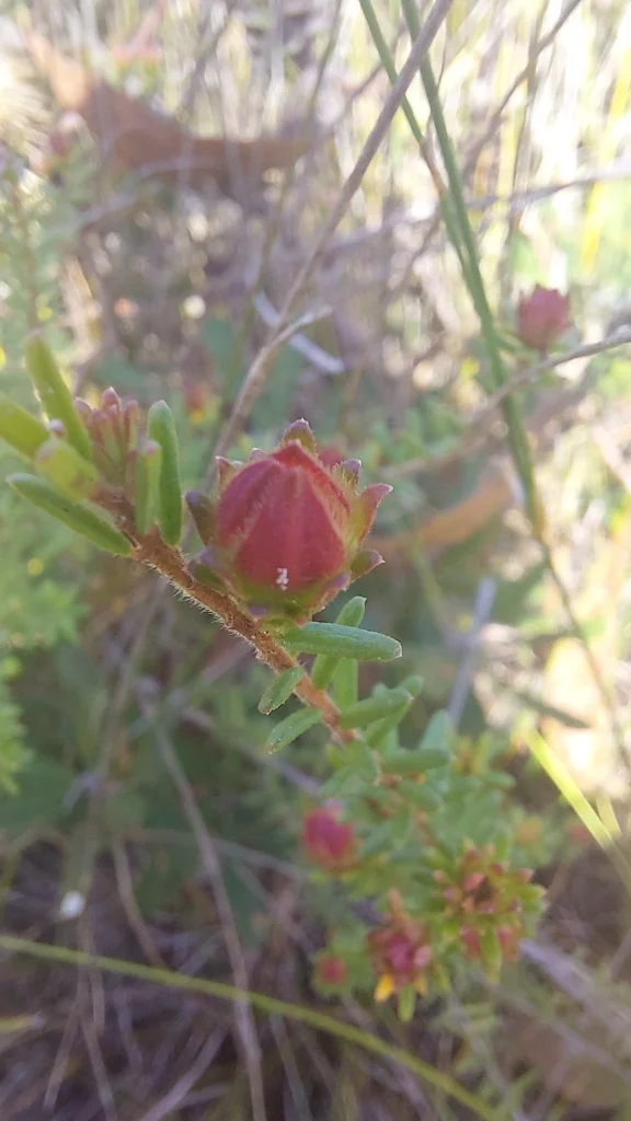 Hibbertia Vestita